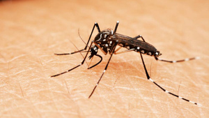 Стало известно о планах Пентагона по созданию насекомых-переносчиков гепатита и ВИЧ