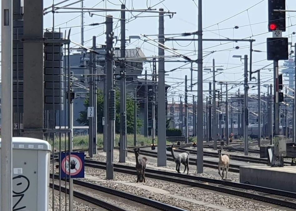 Сбежавшие из цирка ламы заблокировали движение поездов в Вене