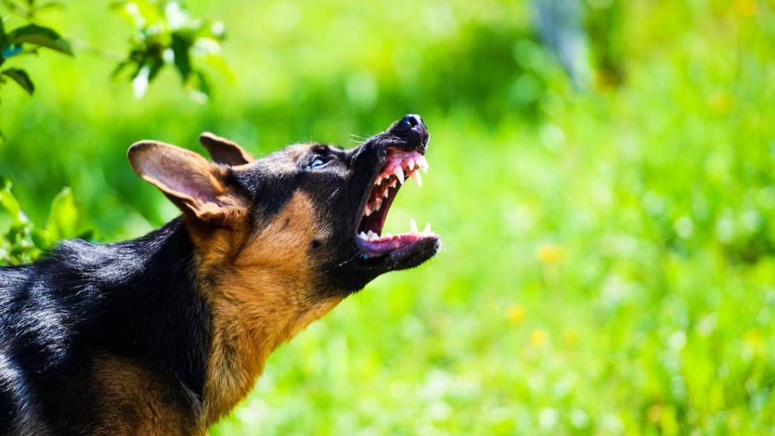 Адвокат назвал способы возместить ущерб от нападения собаки