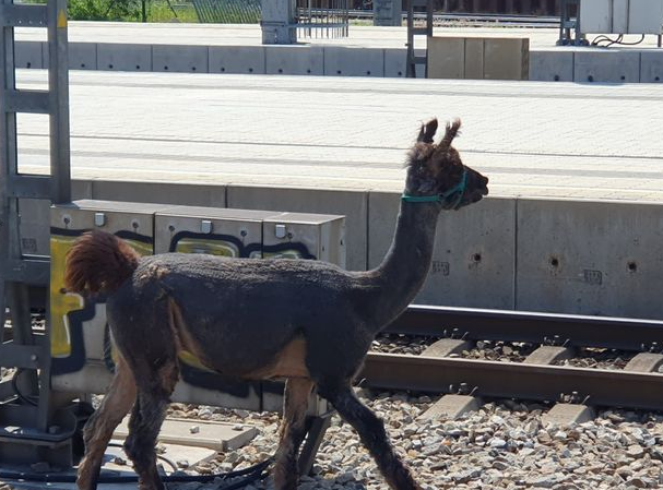 В Вене ламы заблокировали движение поездов. Фото © Twitter / ÖBB