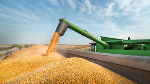 ООН расписалась в бессилии из-за зерновой сделки