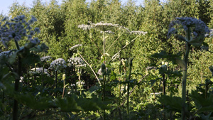 Врач предупредила о риске слепоты из-за ожога борщевиком