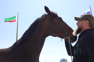 Лайф узнал о судьбе принадлежащего Кадырову коня Зазу, которого вернули в Чечню с Украины