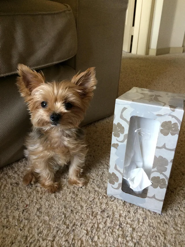 Фото © Reddit / mapeaumoiselle