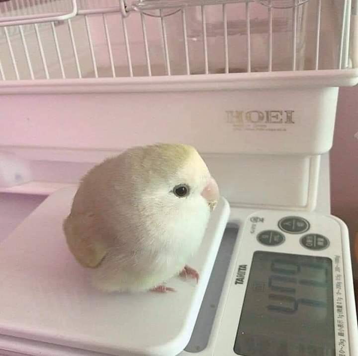 Фото © Reddit / Jasminion1