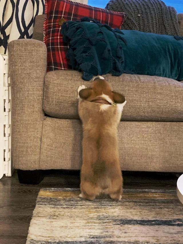 Фото © Reddit / auspatri