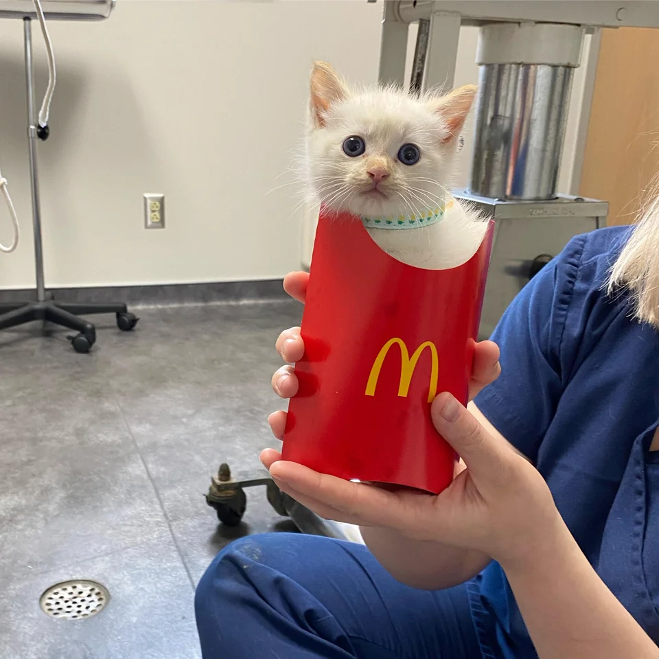 Фото © Reddit / erincatsj