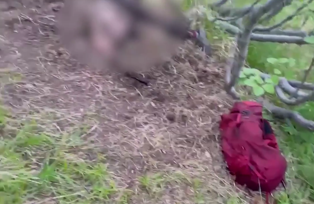 
Неуловимый медведь из Магадана совершил новое нападение, убита женщина
