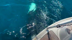 Косатки атаковали яхту россиянина у берегов Испании и чуть не отгрызли руль