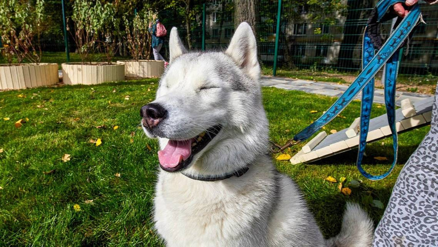 В Москве заработали передвижные пункты красоты и здоровья для собак. Обложка © Mos.ru 