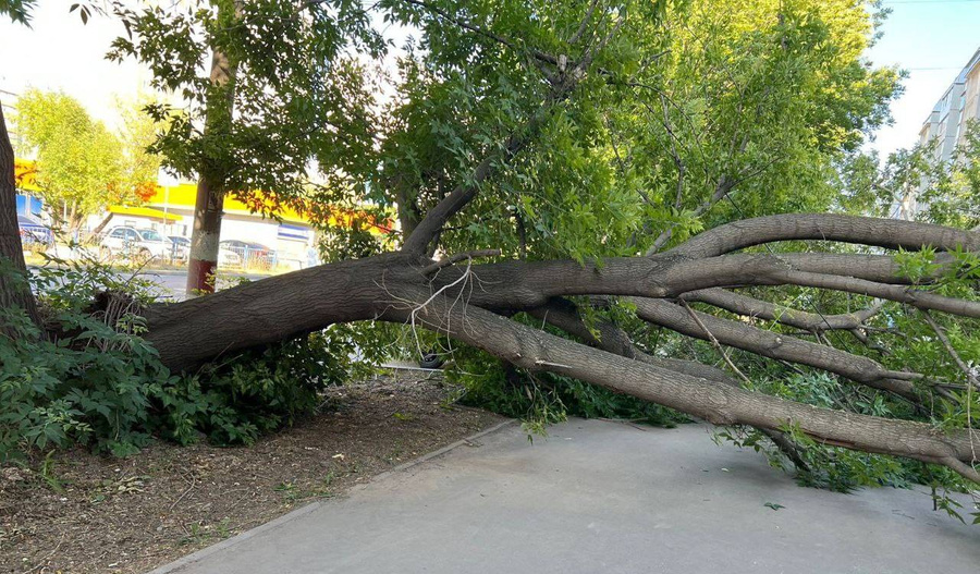 Рухнувшее в Ульяновске дерево. Обложка © t.me / ulpressa