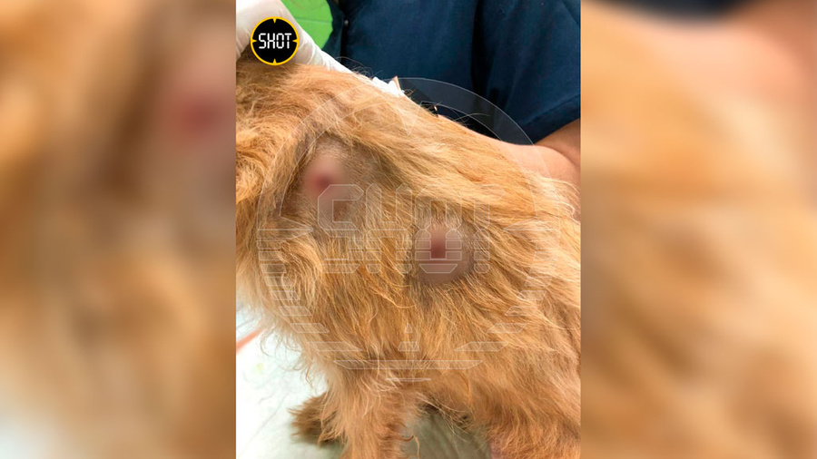 Щенок Денди, по которому стрелял неизвестный в Мещерском парке. Фото © Telegram / SHOT