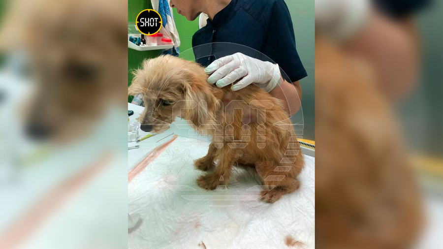 Щенок Денди, по которому стрелял неизвестный в Мещерском парке. Фото © Telegram / SHOT