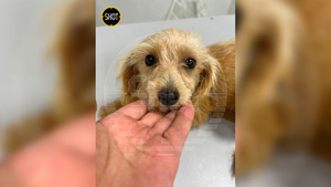 Столичные ветеринары борются за жизнь щенка с пулевыми ранениями, полиция ищет стрелка