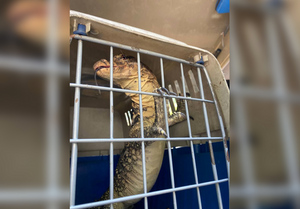 Одинокий варан наделал шума на московской улице, его хозяина ищут