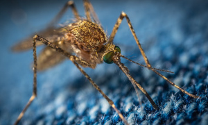 Кровососы распространяют по Америке смертельно опасную болезнь