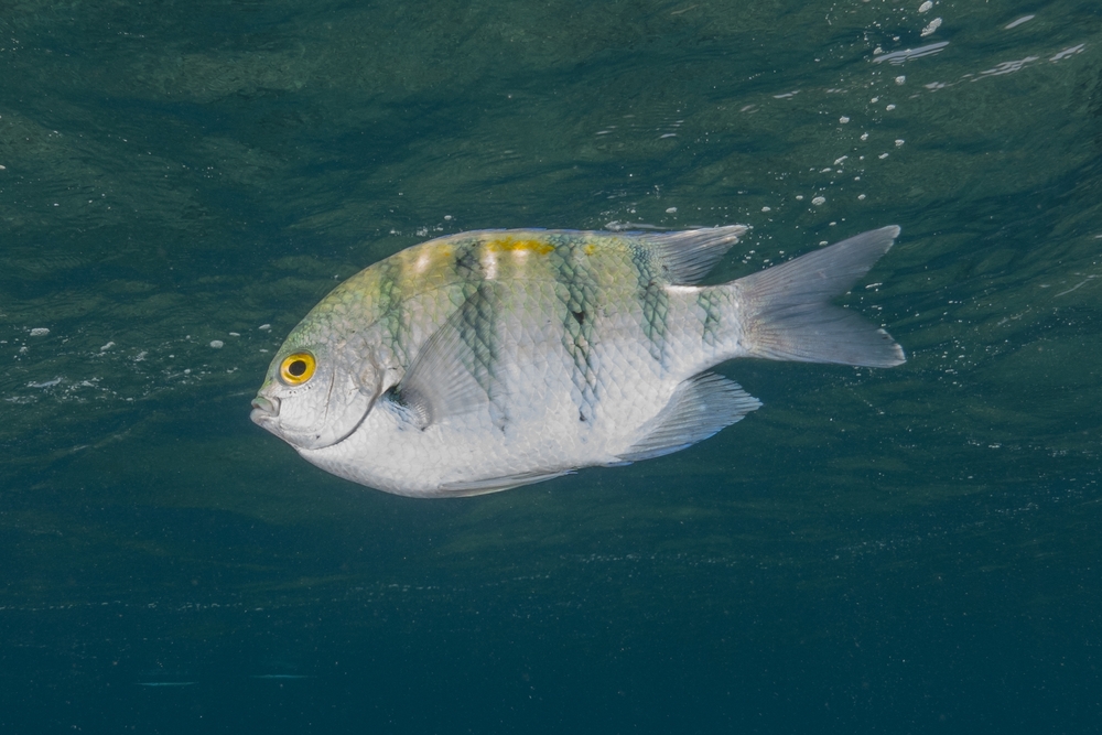 Какой знак даёт рыба во сне: толкование снов с живыми рыбами. Фото © Shutterstock