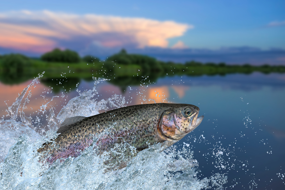 Увидеть во сне рыбу — к чему снится и какое имеет значение? Фото © Shutterstock