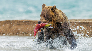 Медведи, зубры и фламинго: 7 мест России, где можно посмотреть и подружиться с дикими животными
