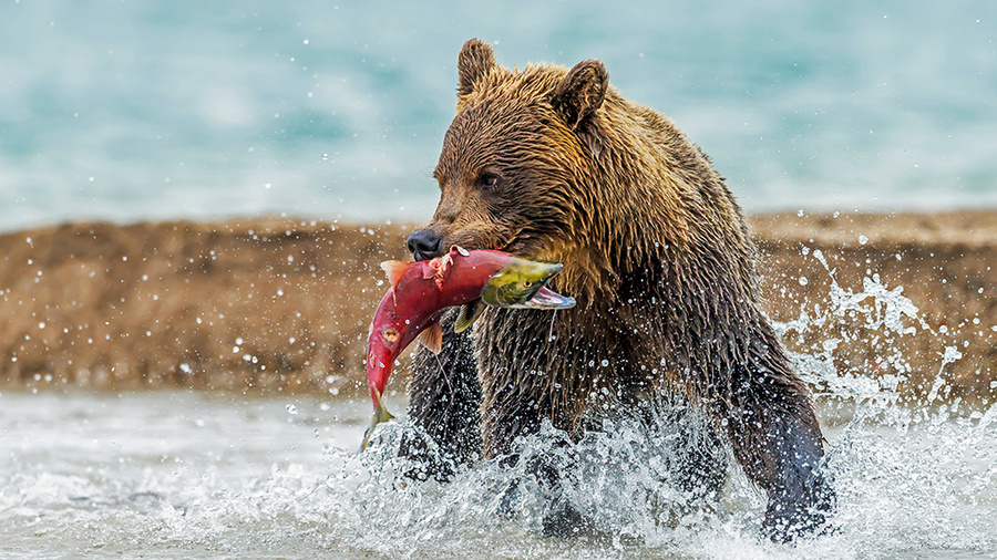 Обложка © Shutterstock