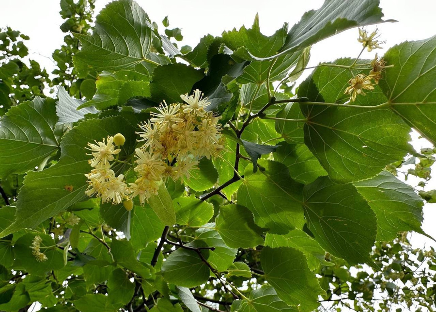 В Московской области зацвели липы. Обложка © VK / Комитет лесного хозяйства Московской области