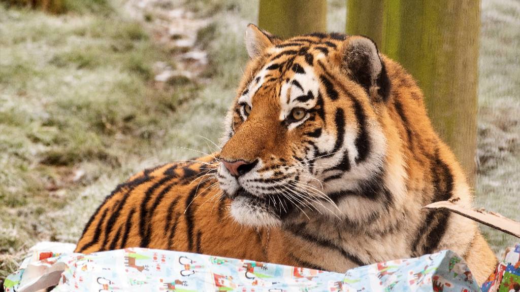 Истощённый тигр напал на человека в Хабаровском крае
