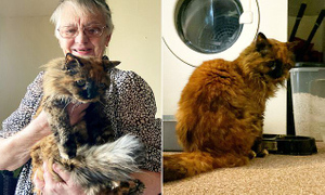 Найдена самая старая кошка в мире