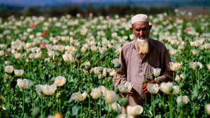 "Талибан" оказался успешнее США в борьбе с опийным маком