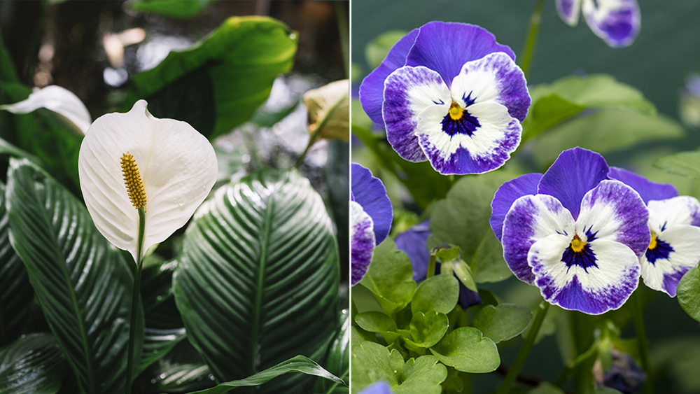 Какие растения приносят в дом любовь и счастье? Спатифиллум, фиалки. Фото © Freepik, © Freepik / wirestock