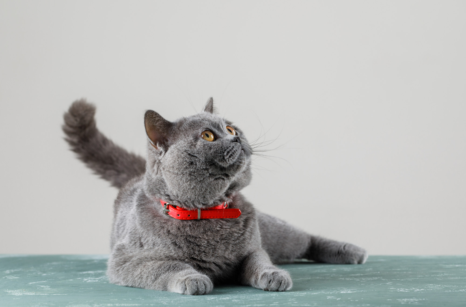 6 точных лайфхаков, как понять настроение и состояние вашего кота. Фото © freepik