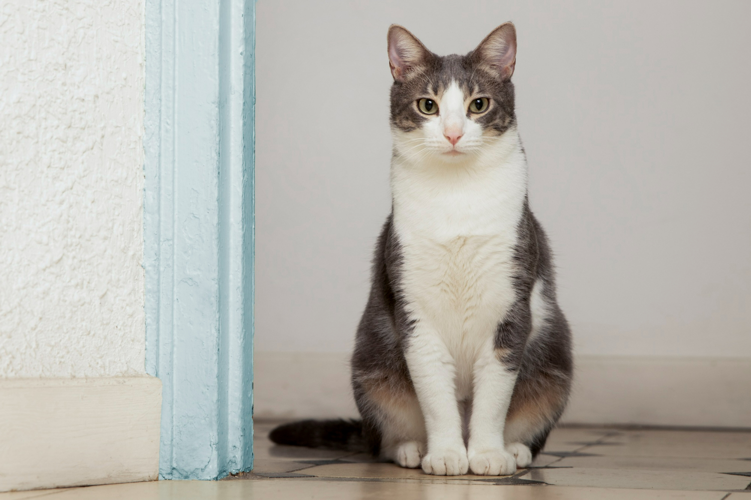 Как понять, что кошка обиделась на хозяина, — обратите внимание на хвост. Фото © freepik