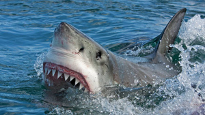 Убитый акулой турист в Хургаде оказался россиянином