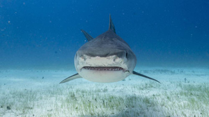 Новая разработка российских учёных поможет отпугивать акул на расстоянии