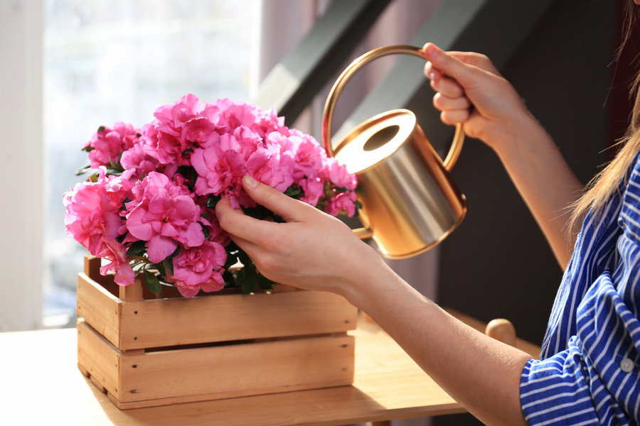 Любительницы азалий всегда одарены талантом, но раскрыть его могут лишь во второй половине жизни. Фото © Shutterstock