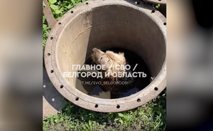Собака упала в яму и несколько дней просидела под обстрелами ВСУ в Шебекине