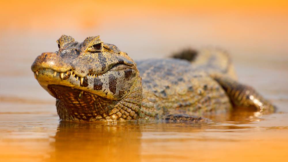 Учёные раскрыли тайну порыжевших непальских крокодилов