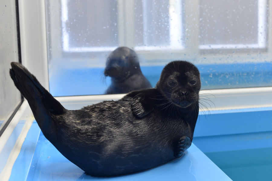 Обложка © VK / sealrescue