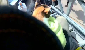 В Ленобласти пожарные спасли кошку Бусю, просидевшую на дереве 12 часов