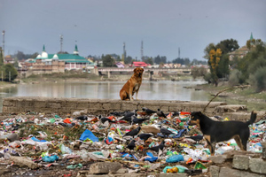Смертельно опасный грибок нашли у бродячих псов в Индии