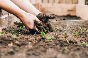 Календарь садовода на июль 2023-го: Когда делать посадки в июле по лунному календарю