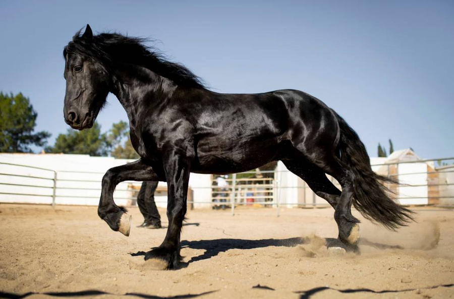Как по году рождения определить своего духа-покровителя? Конь — активное и наполненное энергией тотемное животное. Фото © Freepik
