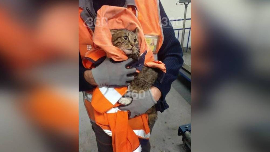 В аэропорту Внуково отыскали кота по кличке Котик, который пропал 4 июля. Фото © "360"