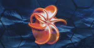 Учёные заметили загадочные отметины на дне Северного Ледовитого океана