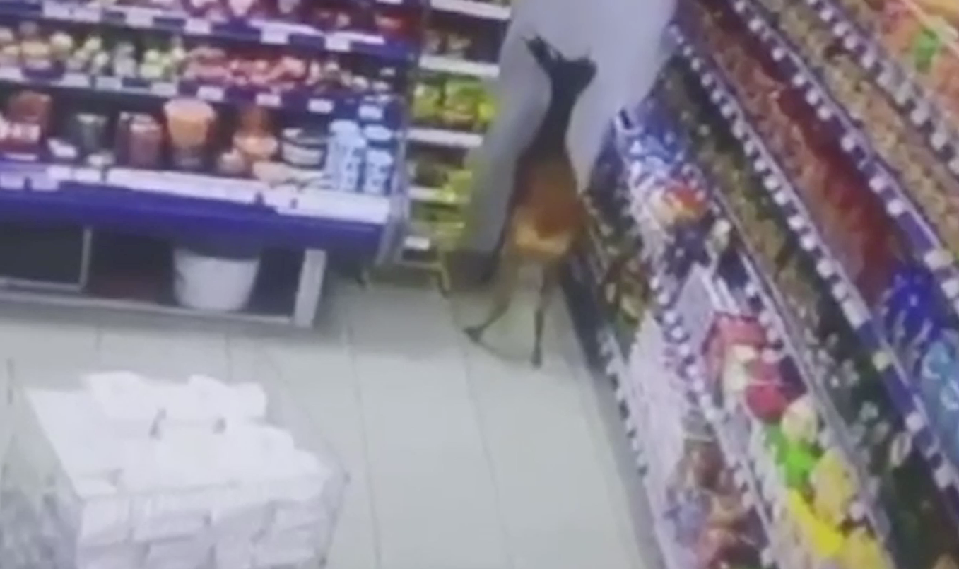 В Ачинске испуганная косуля носилась по супермаркету, пока её не спали полицейские