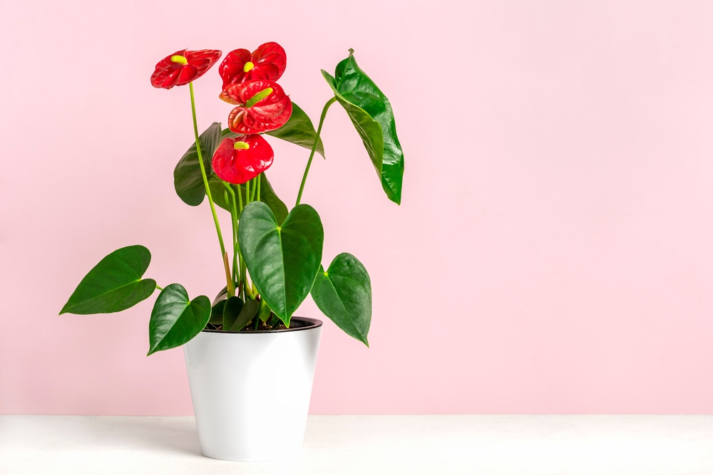Растения, способные исцелять своих хозяев: 7 цветов. Фото © Shutterstock