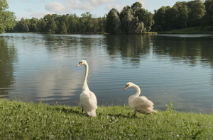 Лебедей из музея-заповедника "Гатчина" предложили назвать Каем и Гердой