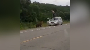 На Камчатке медведь загнал на крышу машины россиянина, который пытался покормить его с рук