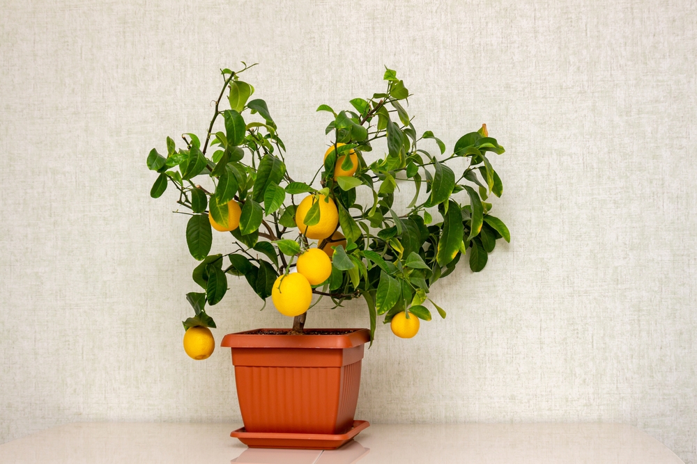 Любительницу лимонного дерева можно охарактеризовать как любознательную, романтичную и довольно скрытную особу. Фото © Shutterstock