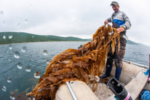 Яд без антидота: Найденные в акватории Владивостока водоросли могут вызывать у человека амнезию и тремор