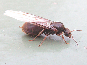 Энтомолог рассказала, опасно ли нашествие крылатых муравьёв на Москву